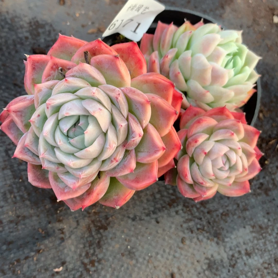 6171新年快乐发发发