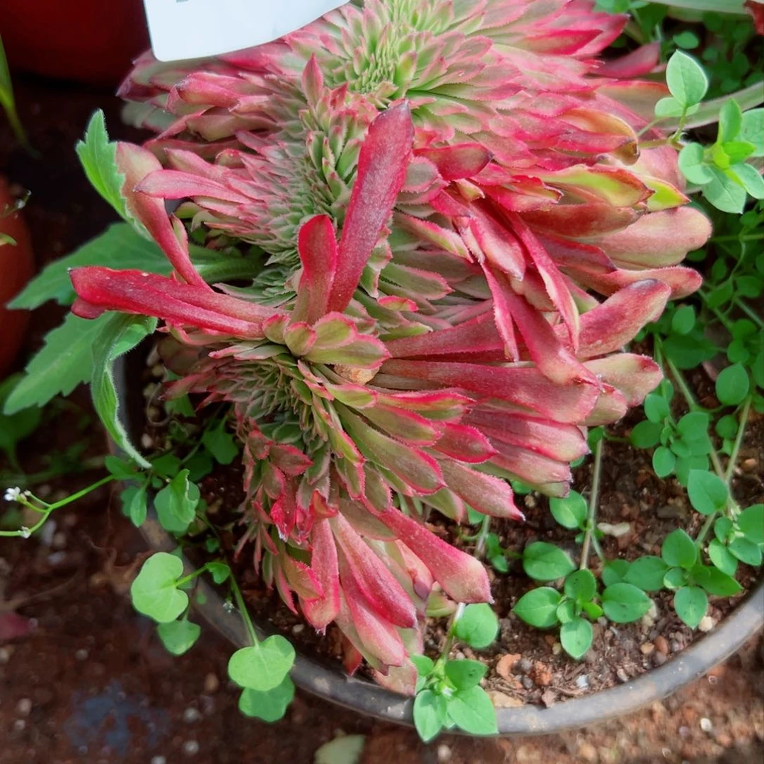 我1389 号多肉法师新年特价粉下