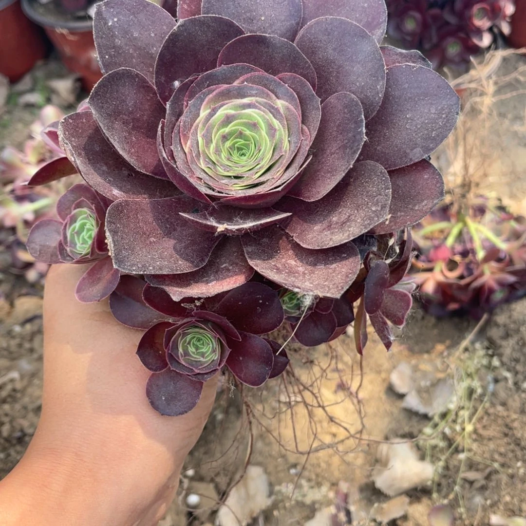 魅金玫瑰小捧5颗没有售后