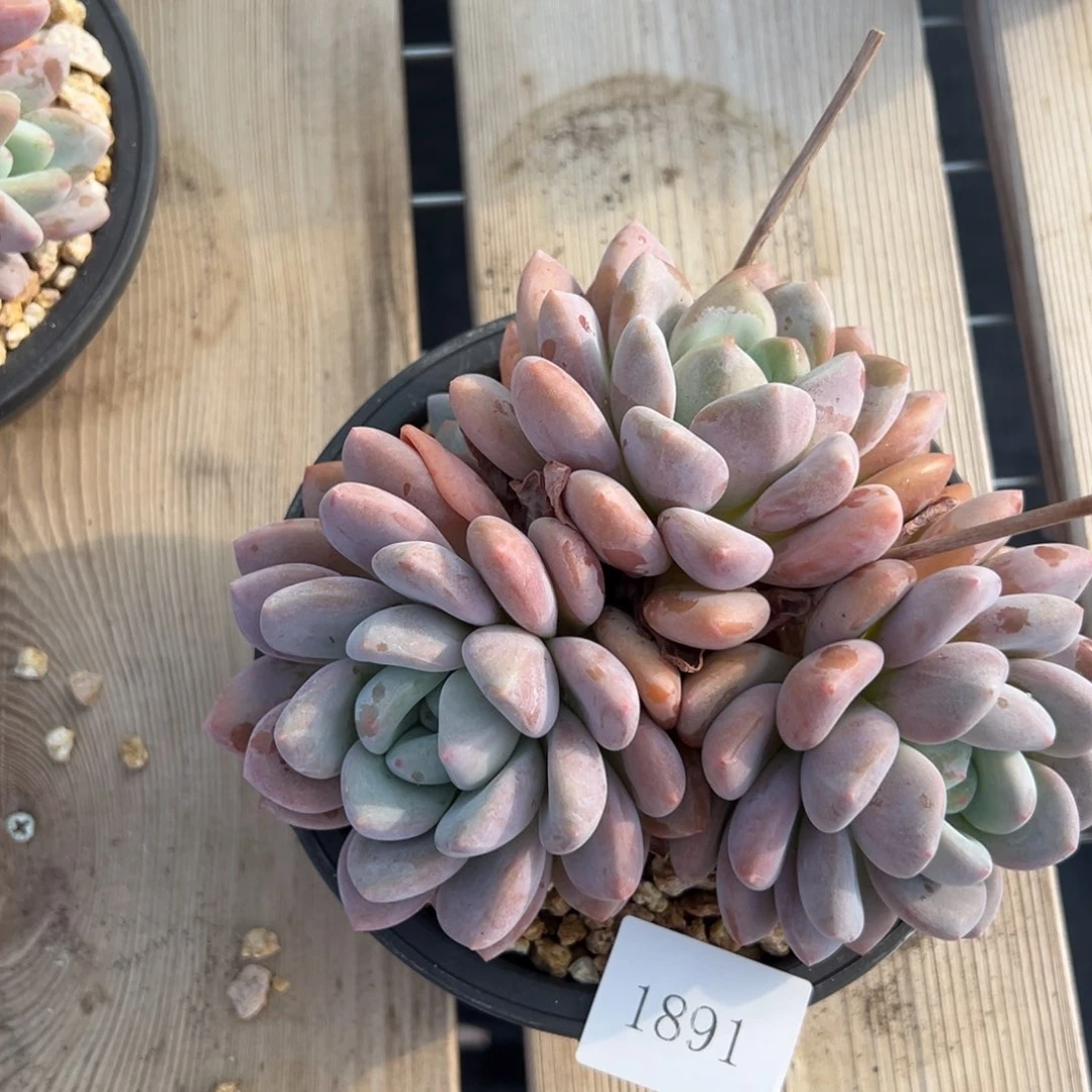 一***L1891肉肉肉肉肉肉肉肉