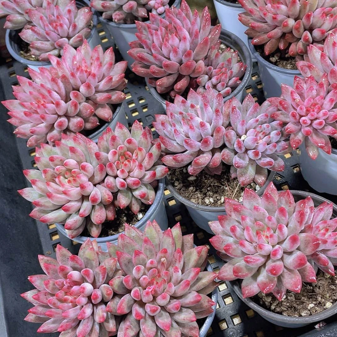 量拍 36号 虞美人大双头一个