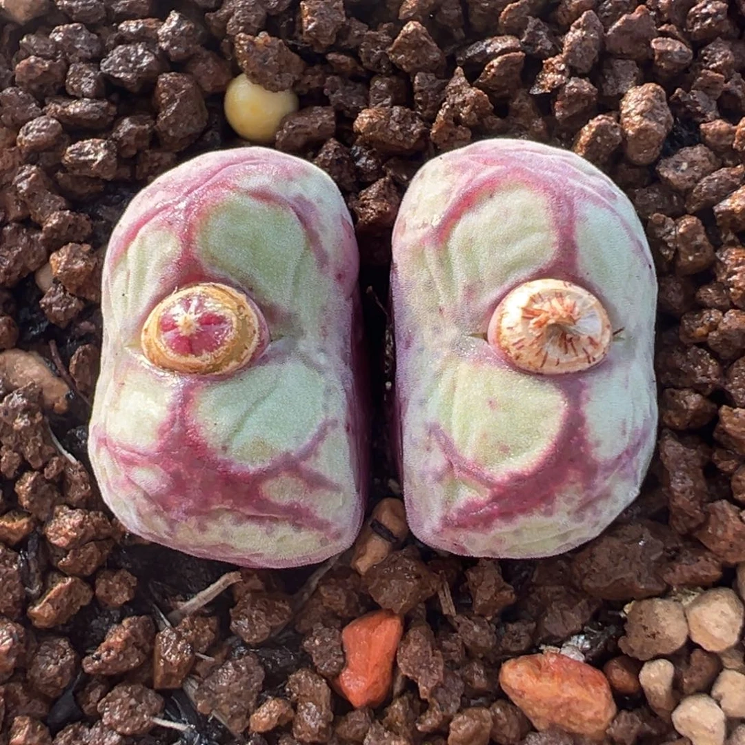 90多肉植物百科八重猴