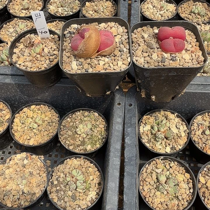 屵多肉三盆啊啊啊