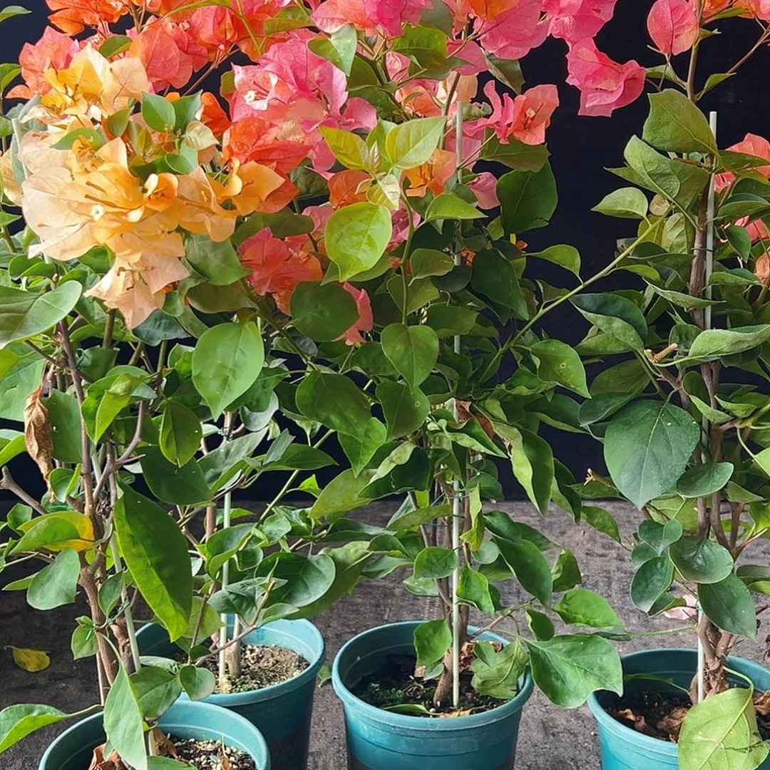 大部分花苞少量开放阿达纳带竹一颗
