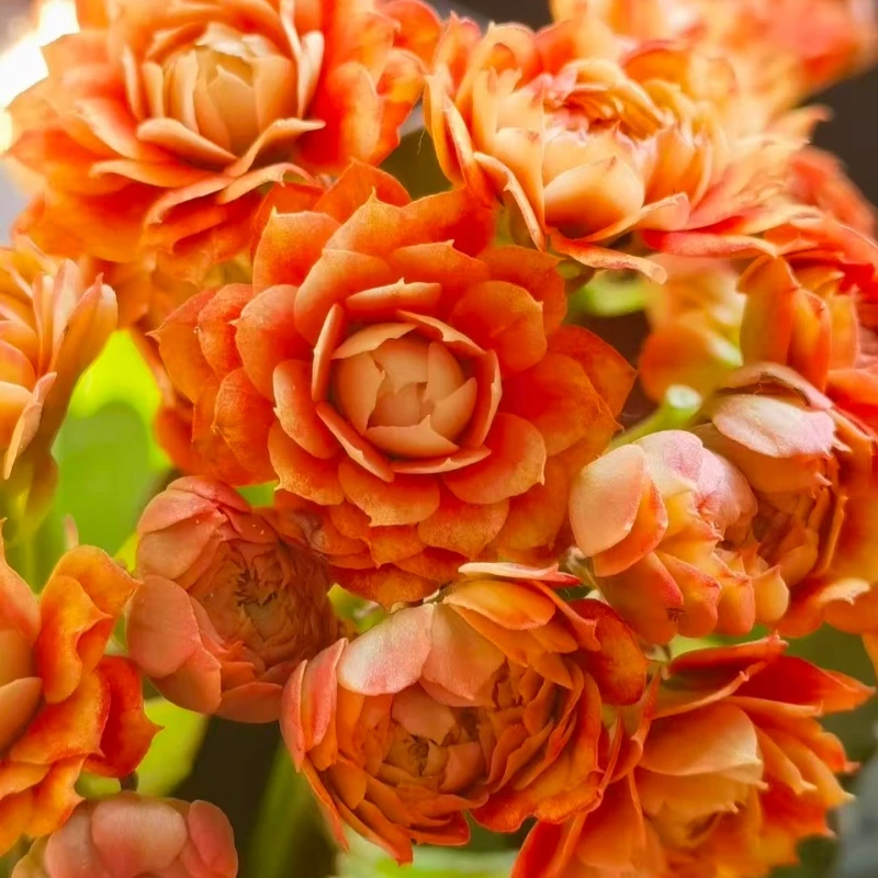 【盛宴+米粒】稀有重瓣大花长寿花盆栽室内四季开花好养绿植花卉