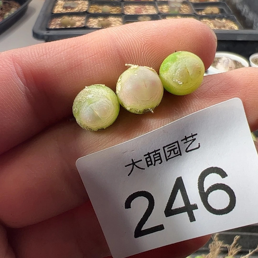 一物一拍。    246