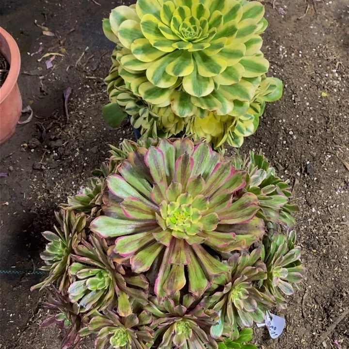 @****粉黛加辛尼亚一组多肉植物