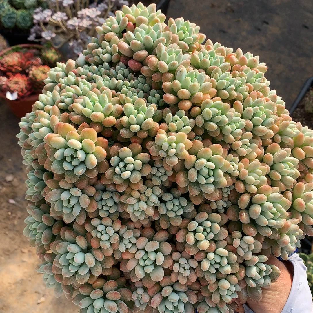 洛可可一物一拍12-65