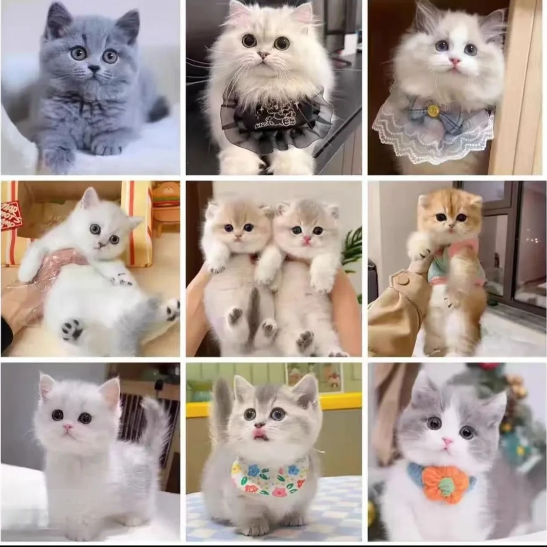 猫咪直播挑选一对一金渐层蓝金渐层布偶猫长毛猫奶牛拿破仑金吉拉