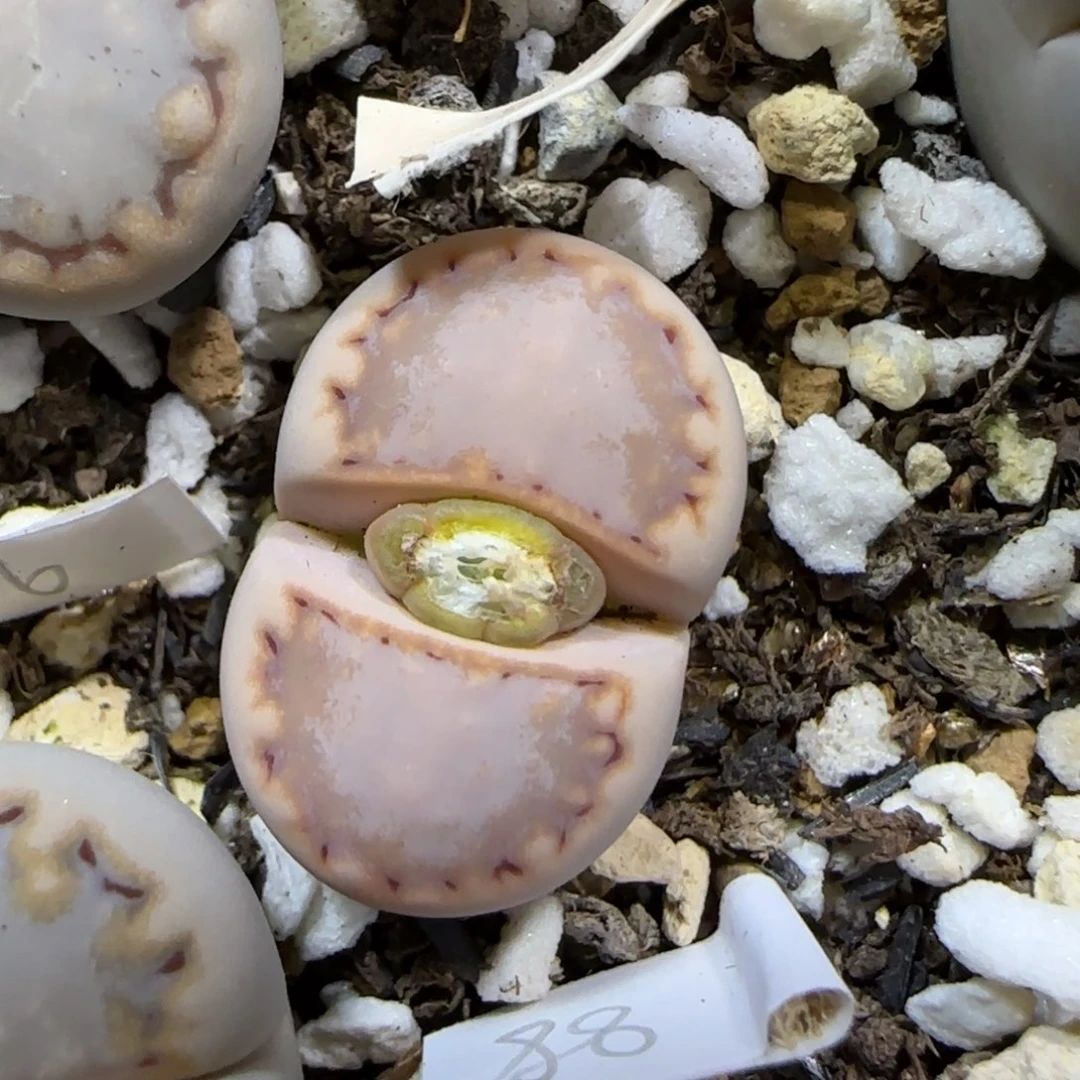 12.4    217饼干。  5017