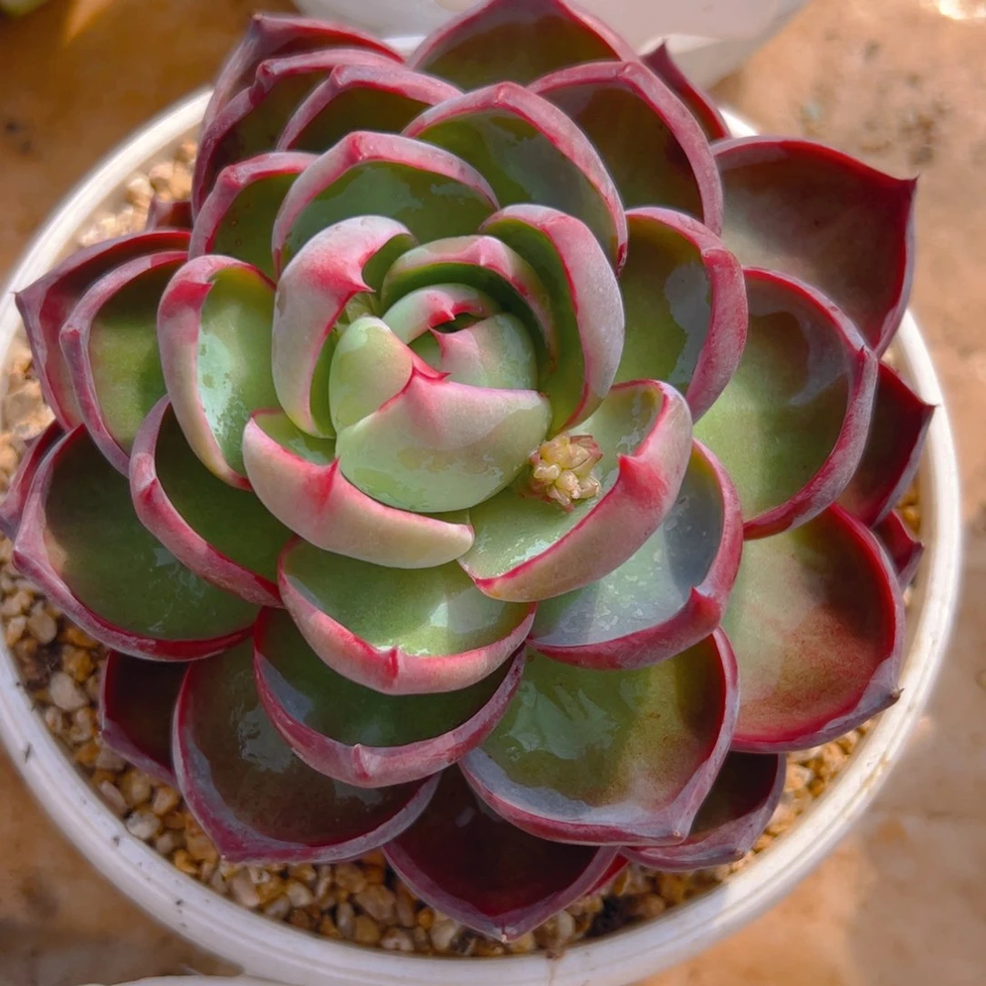 每****心惊鸿仙子一物一拍1211号