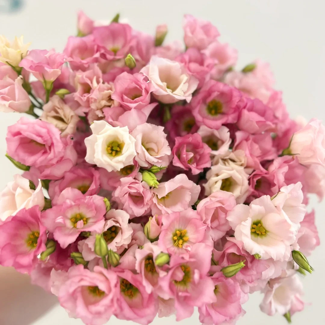 云花巷【月荷星-洋桔梗 】鲜花优选  高品质鲜花