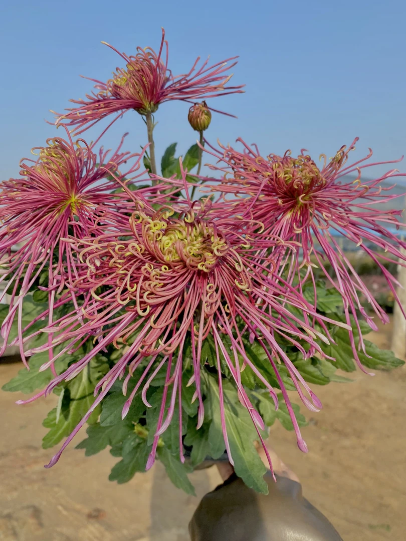 【山海深潭】传统大菊盆栽九月菊 室外庭院阳台新手多年生草本花卉