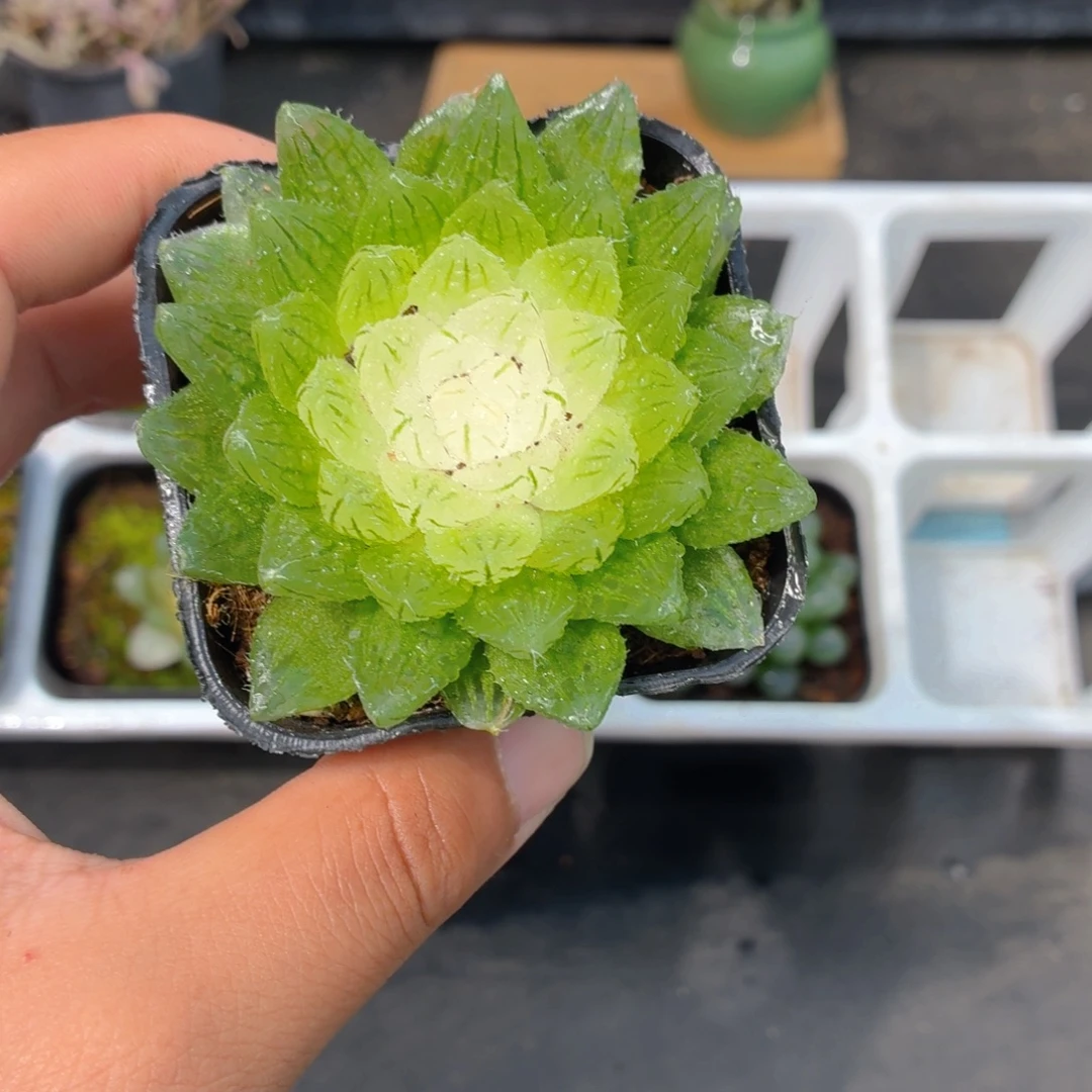 宝莲灯玉露多肉9.9包邮发货