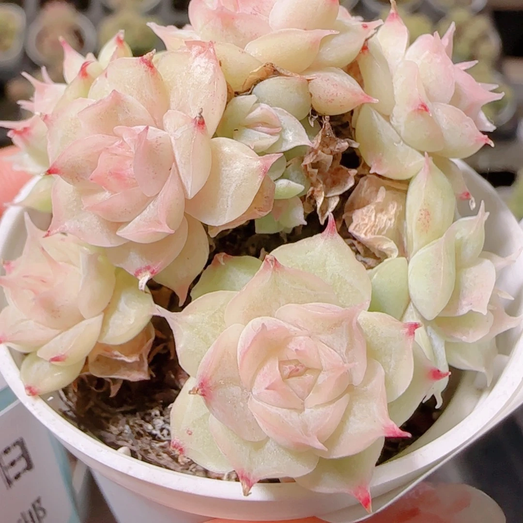 花语逸镜1106-206散