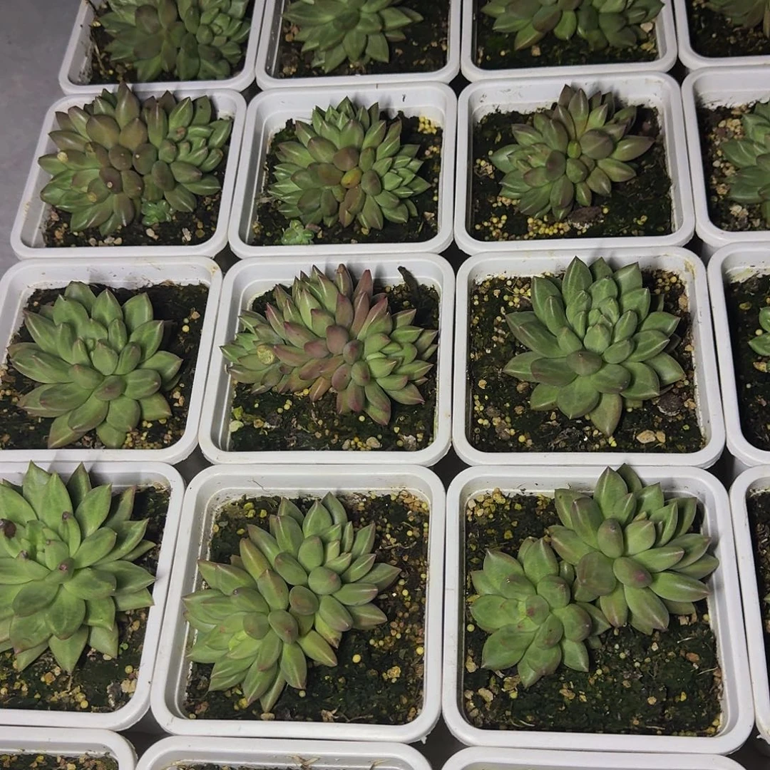 米其林 美人 一物一拍