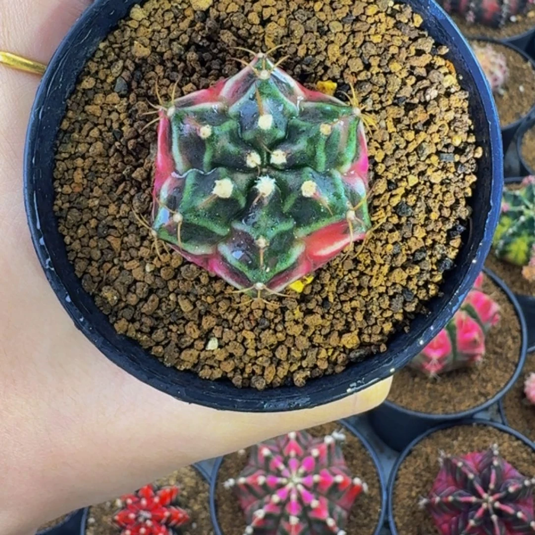 乌贼后00000000005