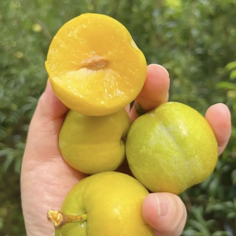 【全国八省】粉框 云南黄金奈李 香甜汁水足 一箱4斤左右