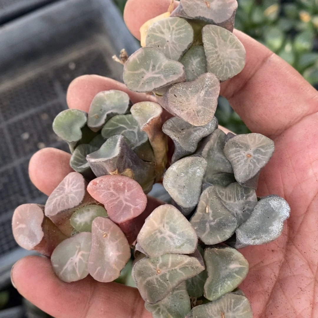 16140 一颗实生大窗万象。超级福利