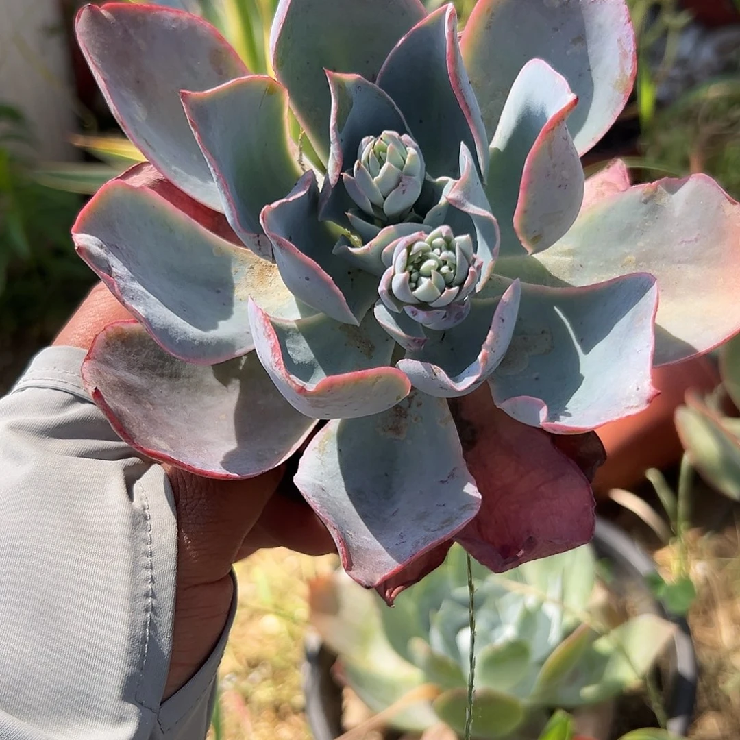 多肉植物38多肉植物