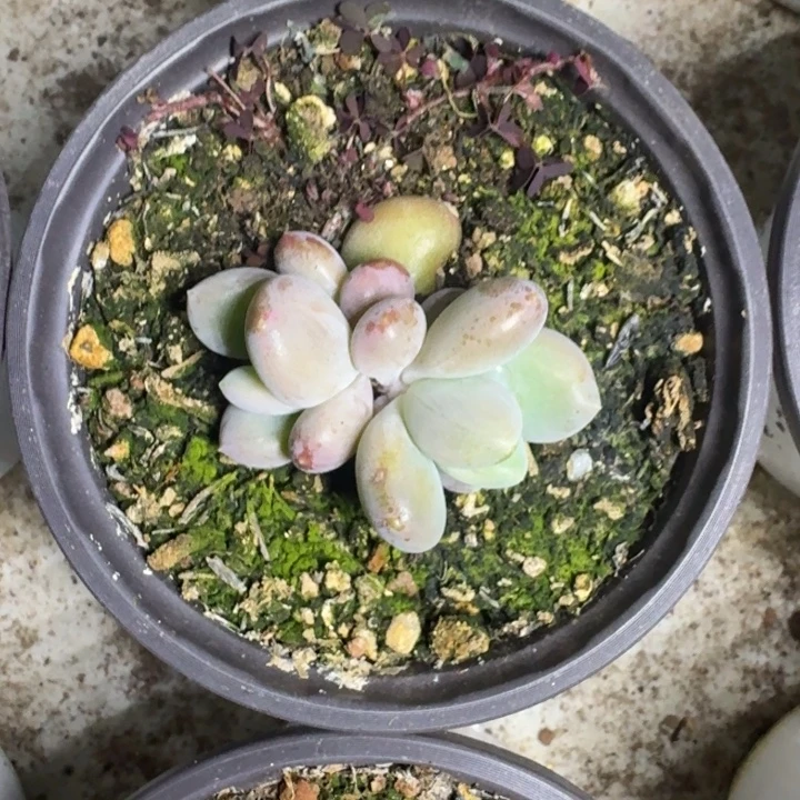 奶龙 叶插 一物一拍