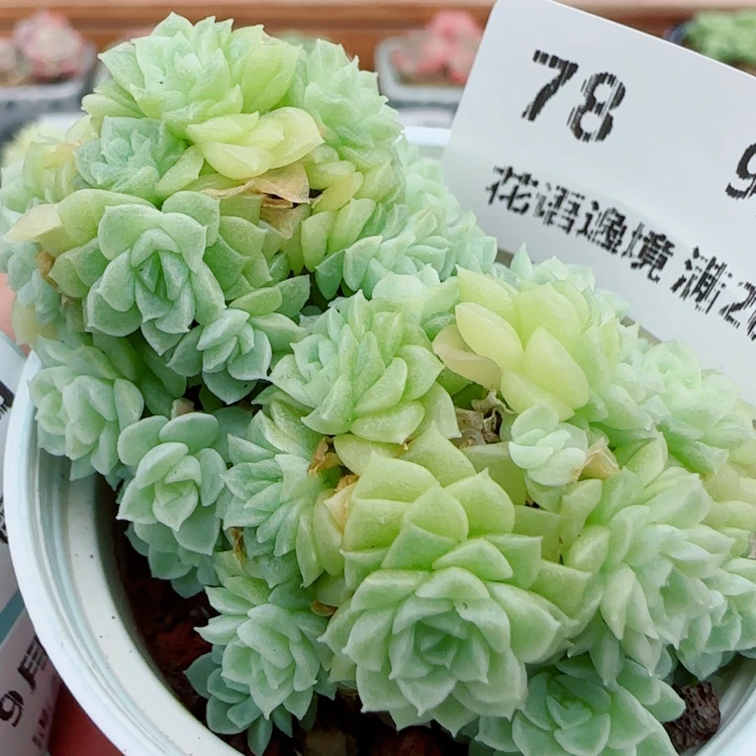 花语逸镜0928-78散