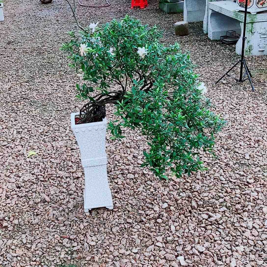 无花朵海岛栀子花一物一拍好养