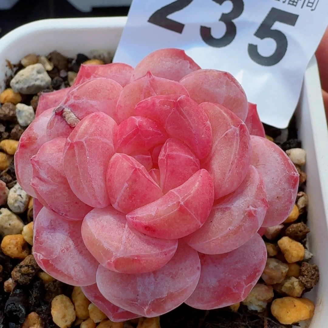 秒粉魄         精品多肉