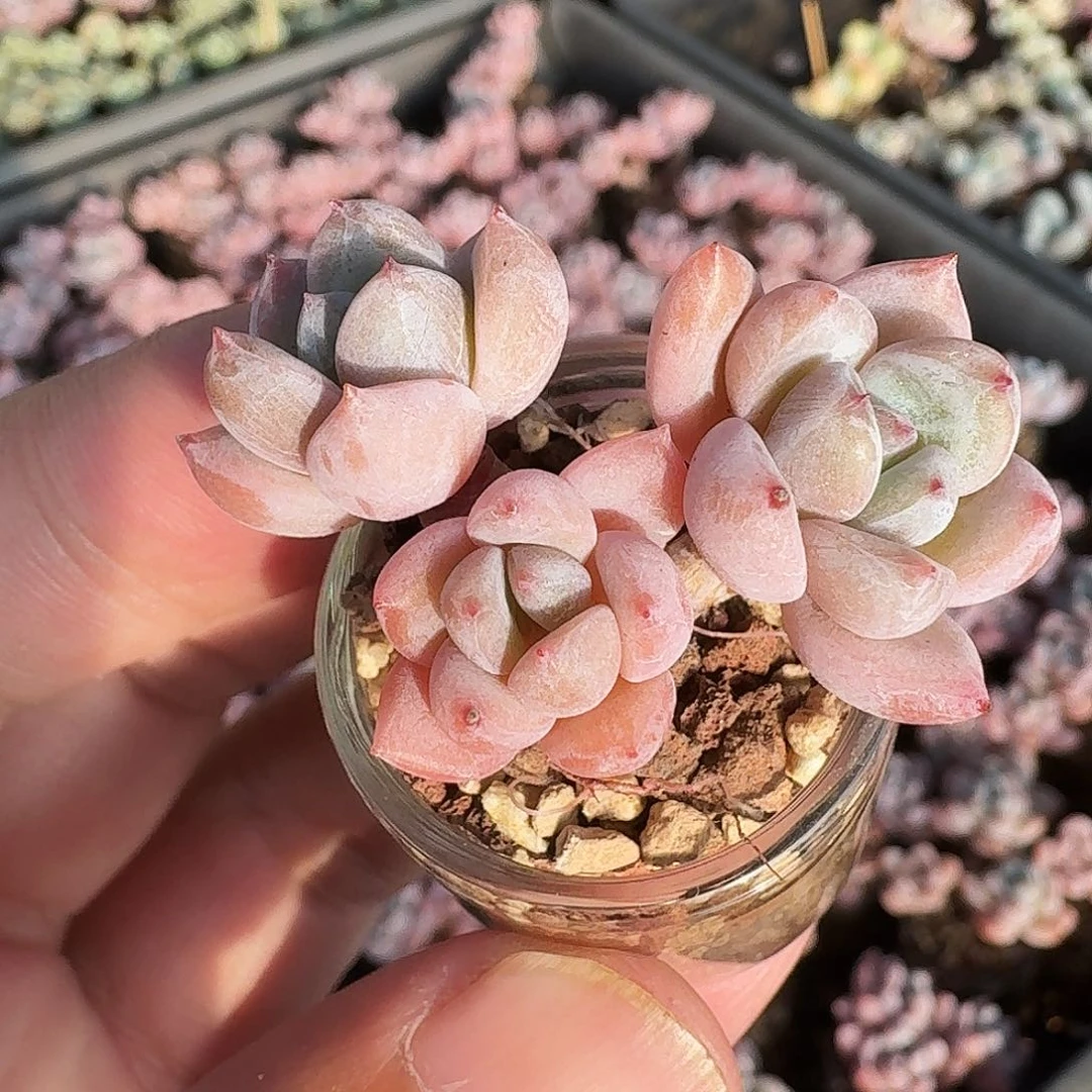 星星雪老桩小群生