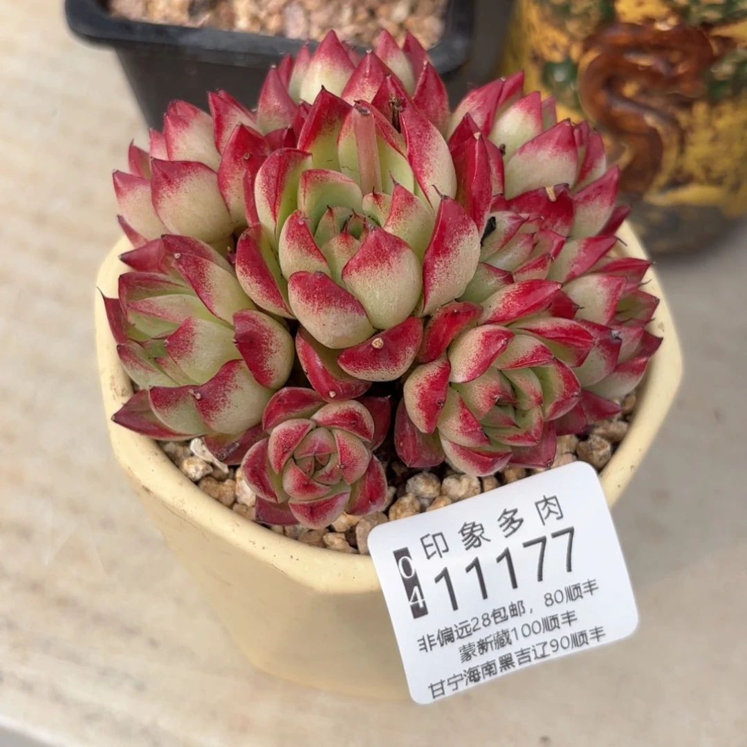 多肉植物11177gg