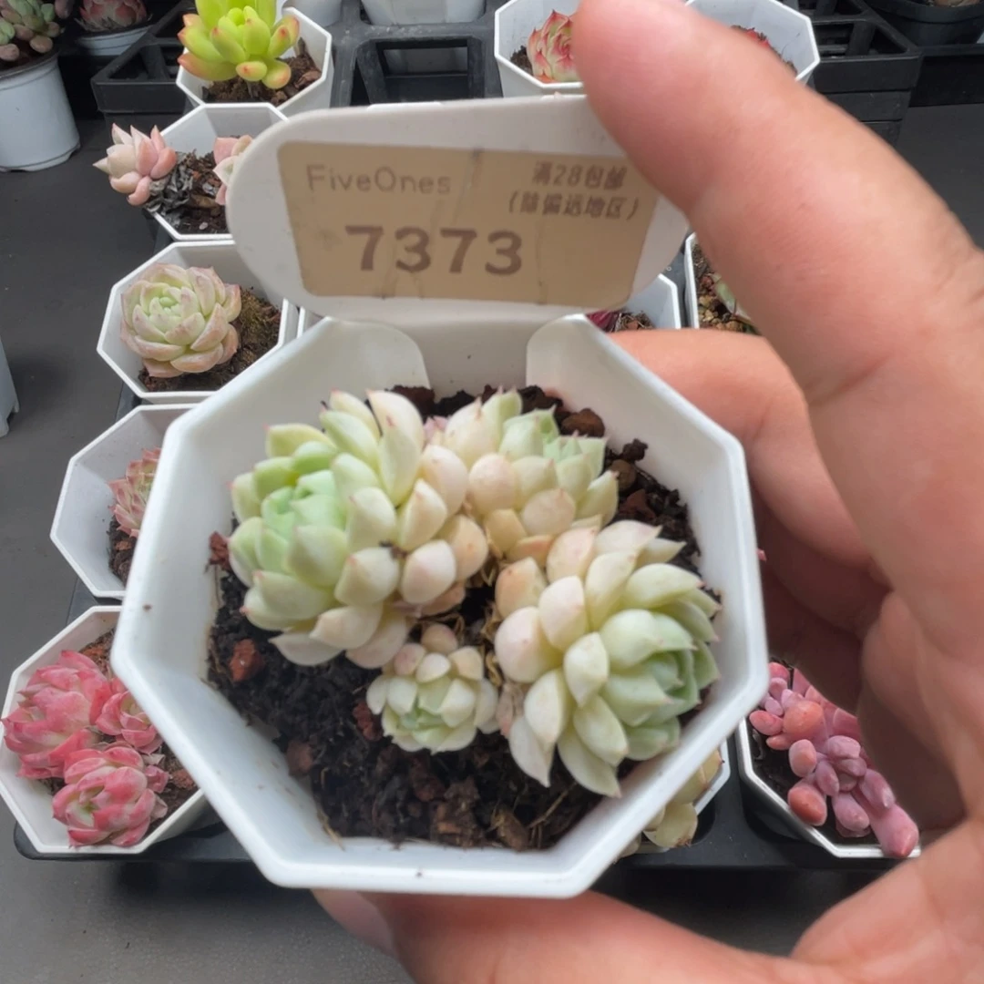 7373羊脂球4.0厘米