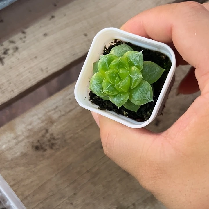 七喜 4方杯 满20包邮