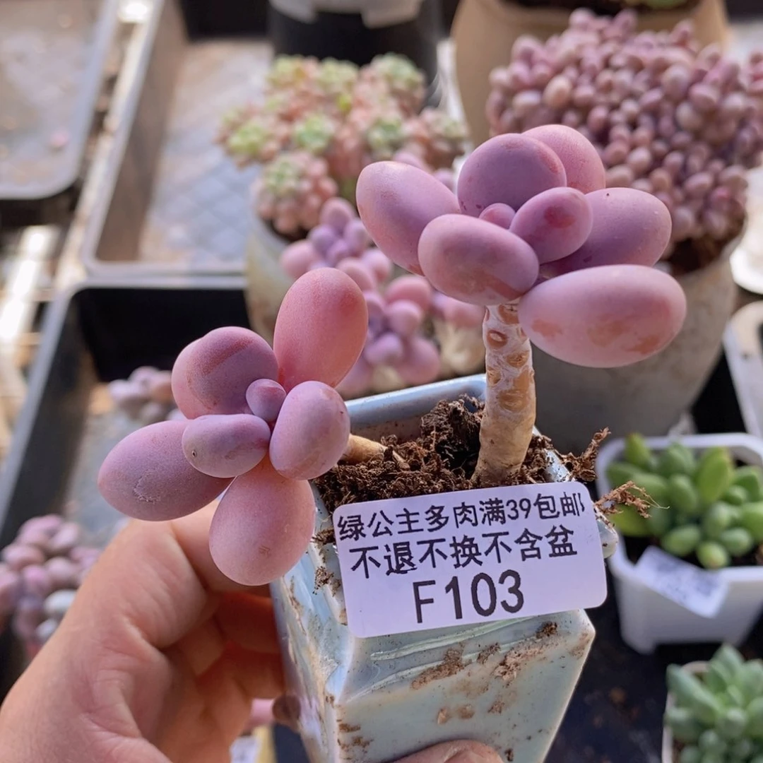 桃蛋老桩103多肉植物