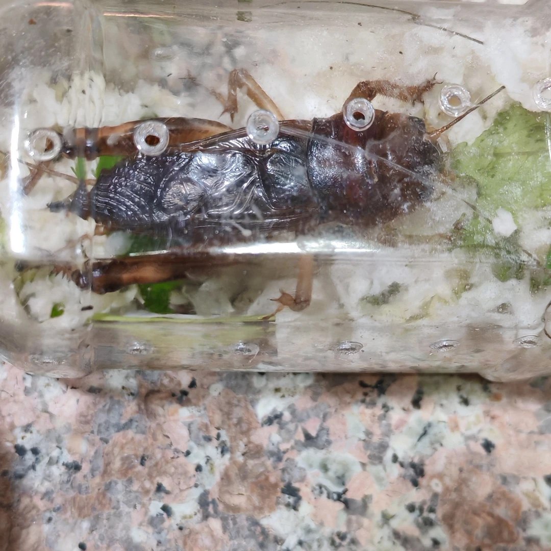 蟋蟀花生大蟋模型纸盒