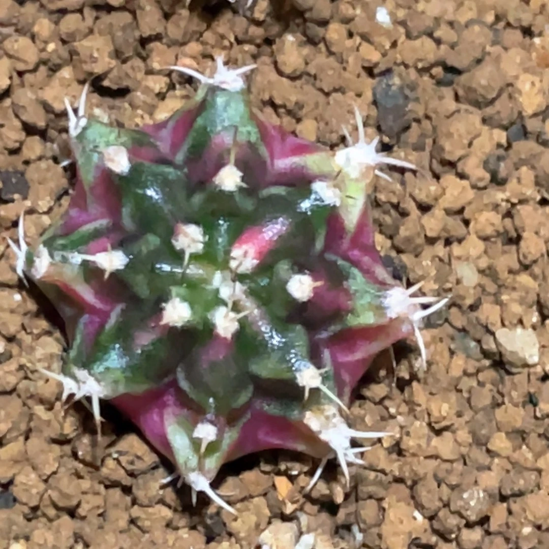 当前无花朵，栽培后可花朵紫粉臀虎斑米哈锦