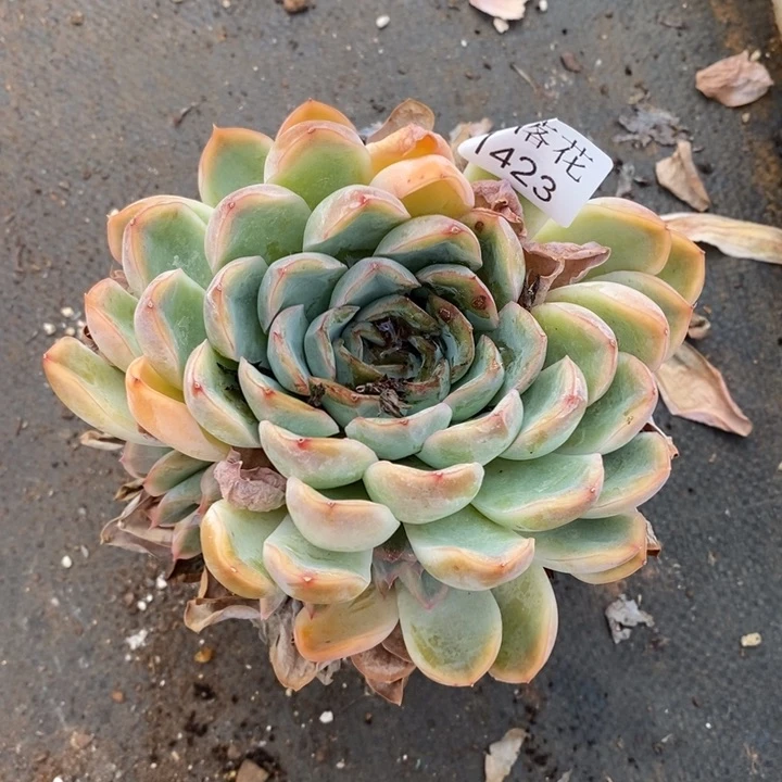 T***2精品多肉植物1423