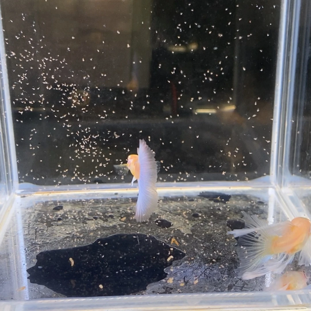 孔雀鱼蓝白绣球一对