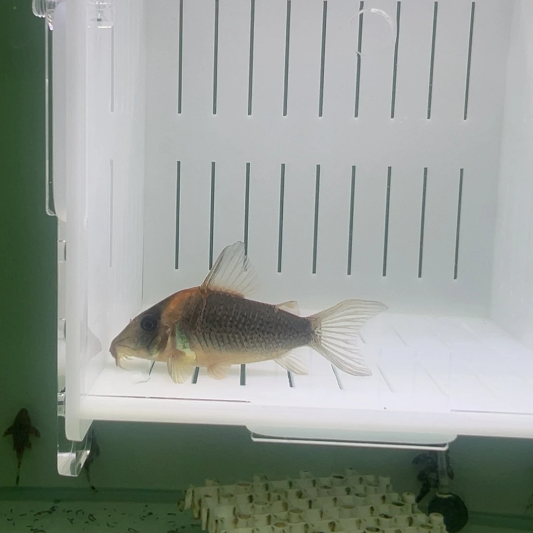 鼠鱼5-6尖吻路易莎