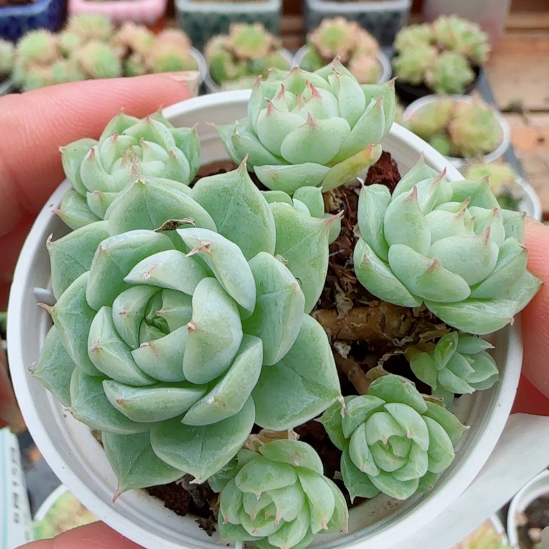 花语逸镜0915-37女王整
