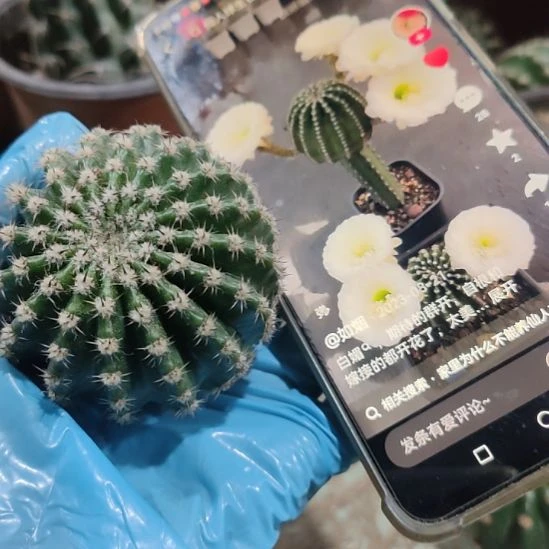 仙人球彩草白娇媚侧芽