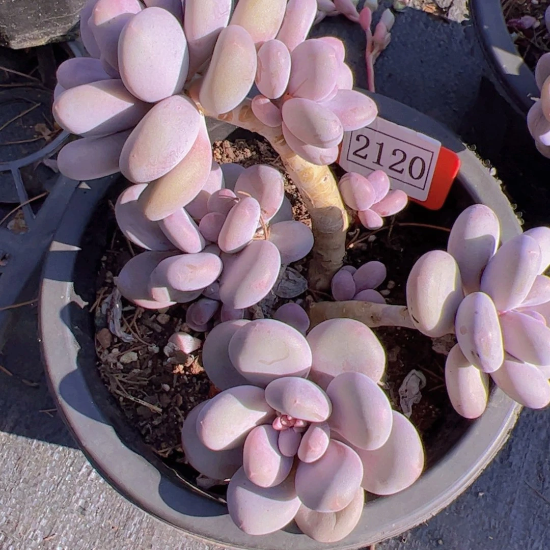 飞*奶酪2120一物一拍