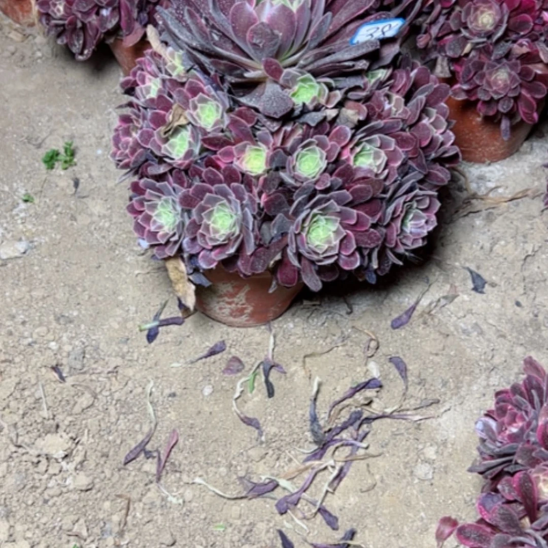 【闪购商品】多肉植物金丝38