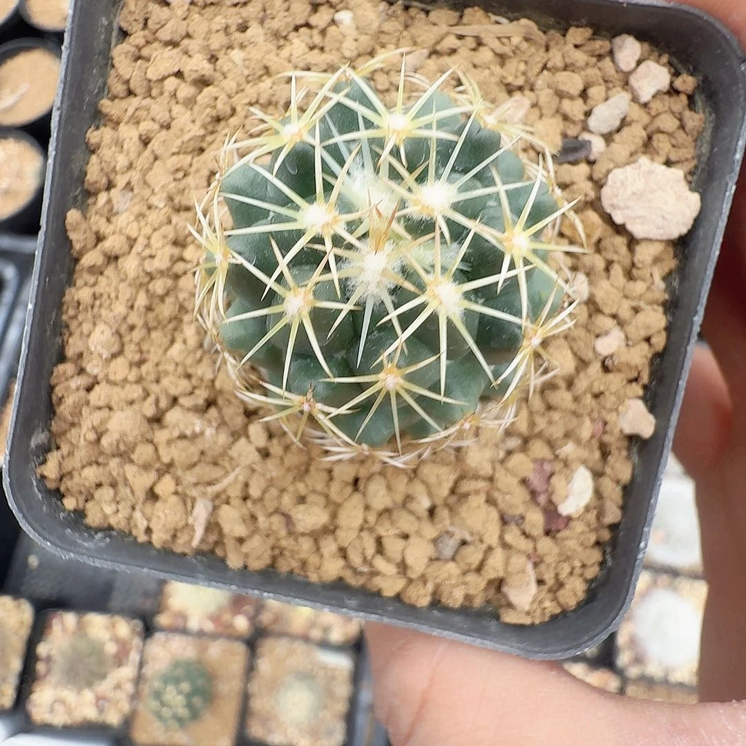 实生钢钉脱土发货