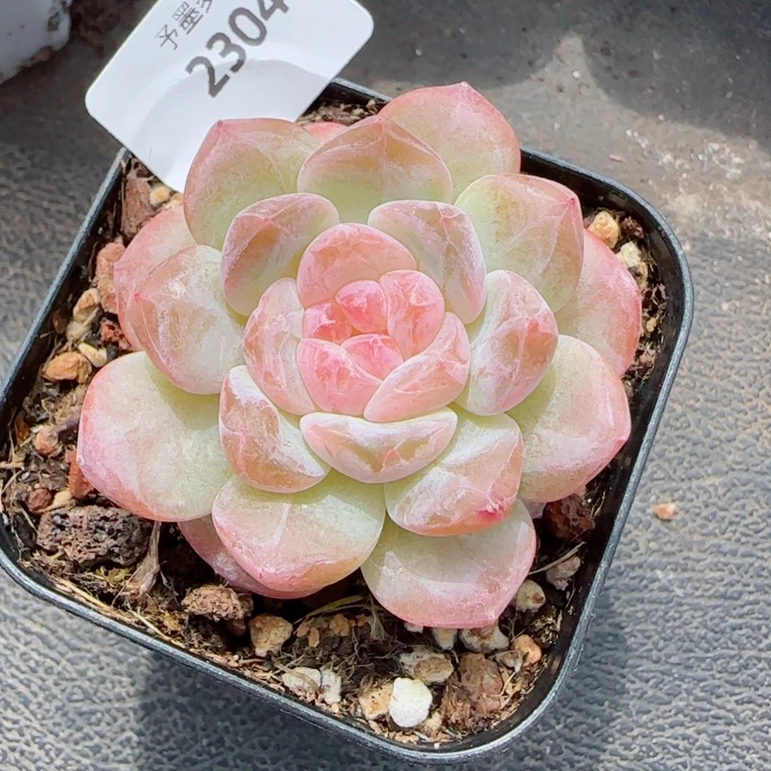 粉冰魄，2304多肉植物