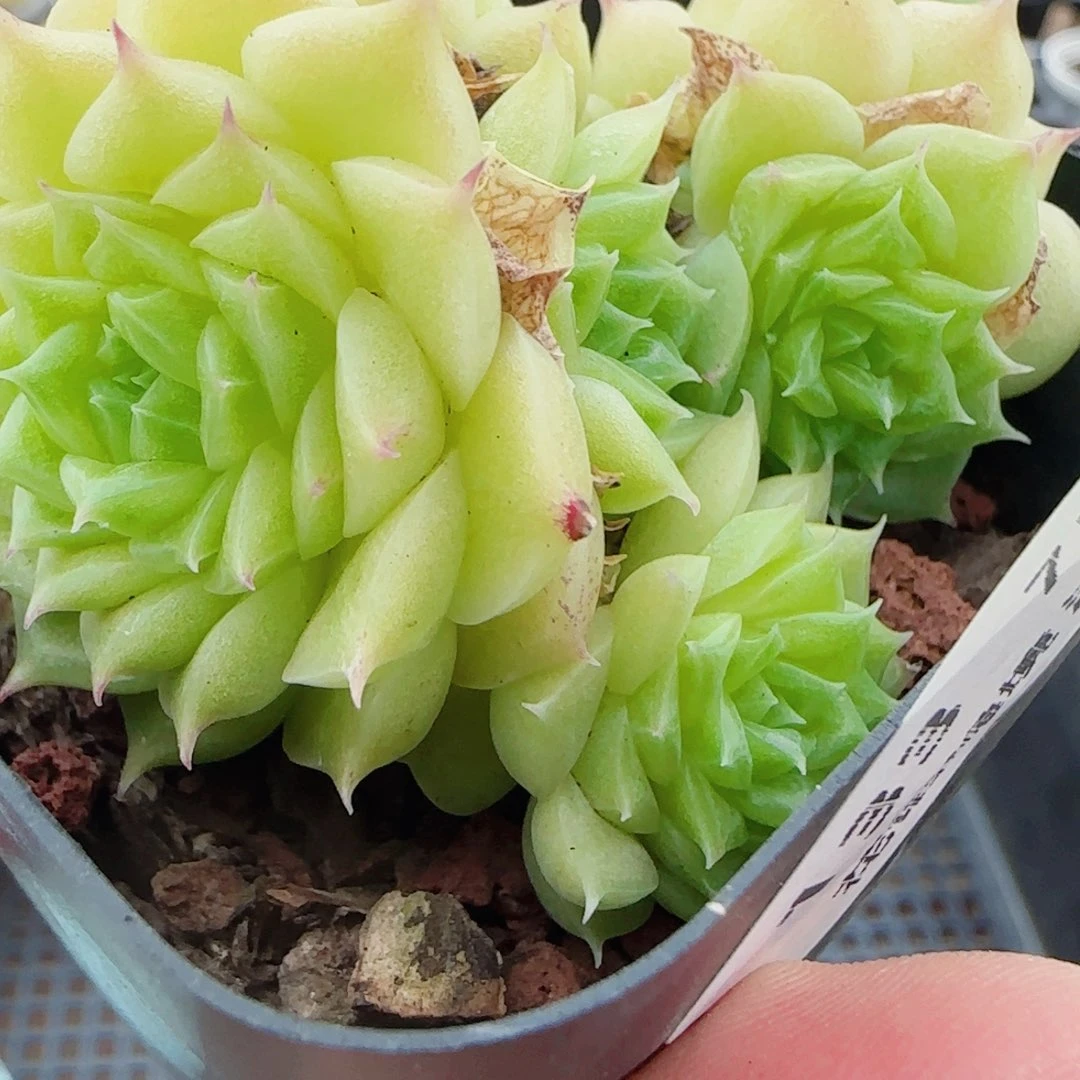 花语逸镜0727-133福利散