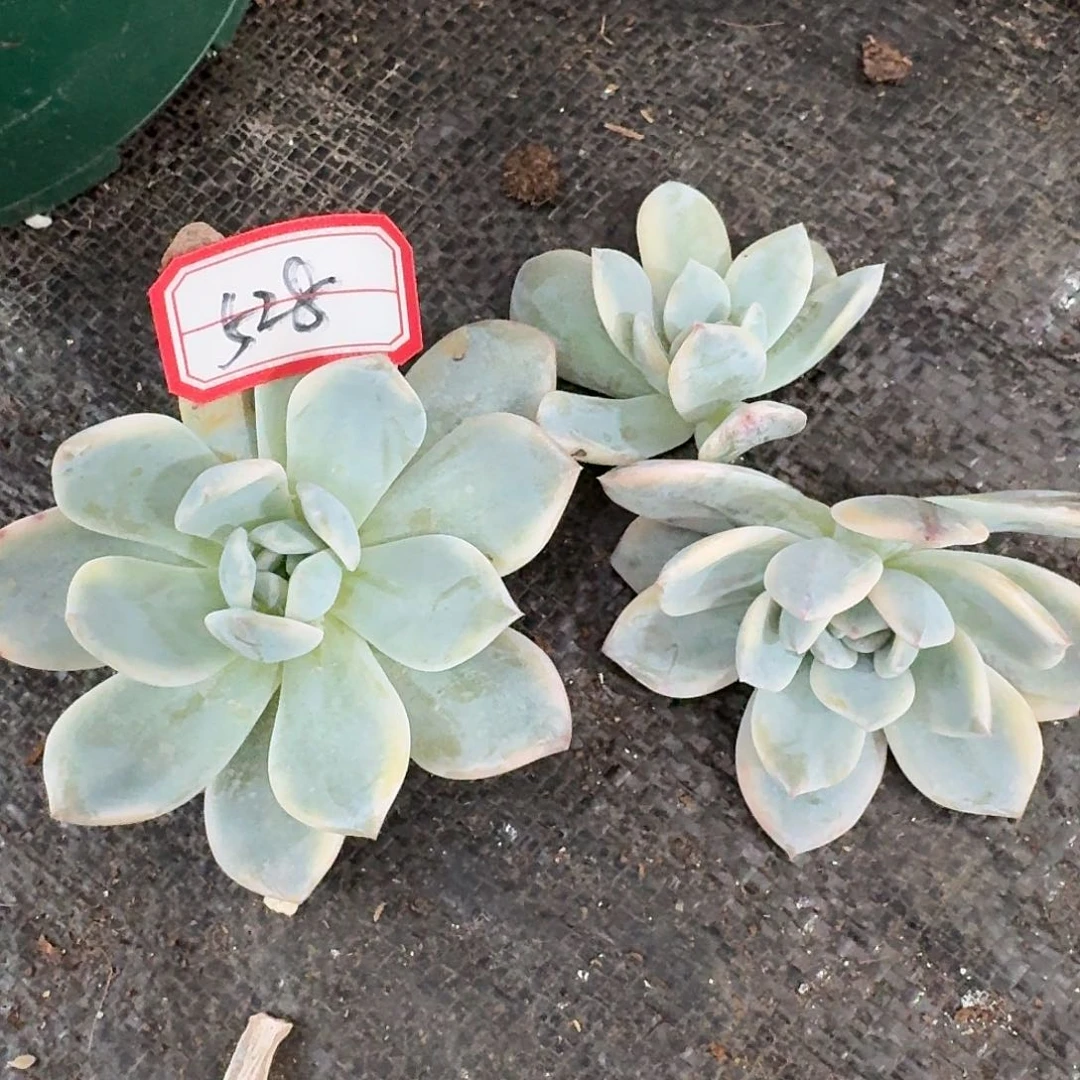 528三颗三单包邮非偏远