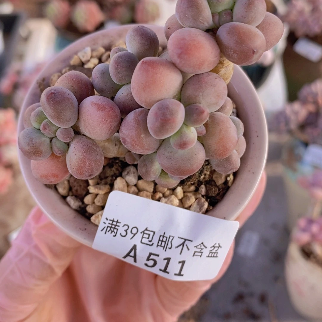 一代苹果奶6cm511多肉植物