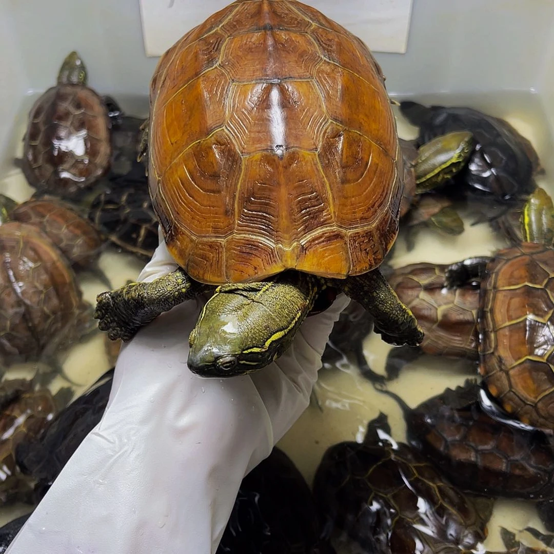 母中华草龟12334663
