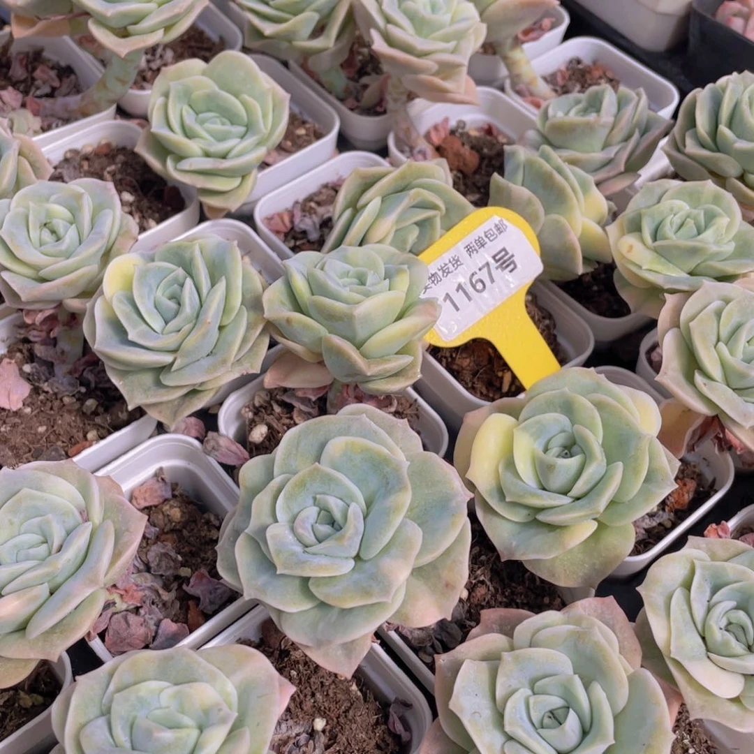 1167号 可爱玫瑰单头带腿5个带盆土