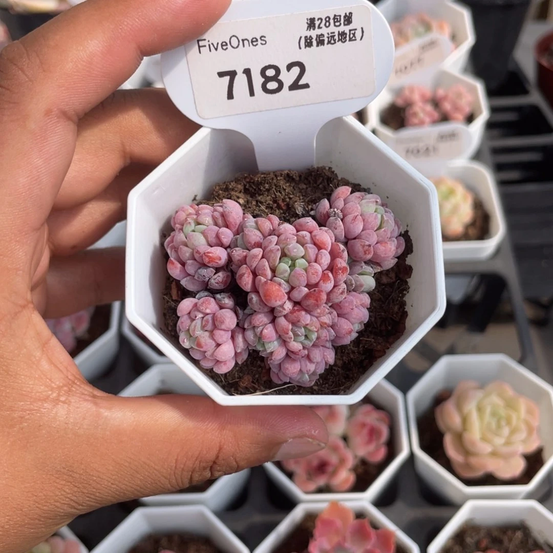 7182娜娅小精灵5.0厘米